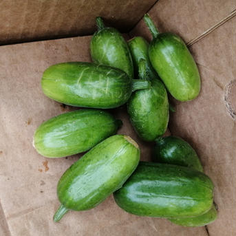 なべくら高原のウリ科詰め合わせセット 2.5〜3.5㌔程度 野菜/野菜セット・詰め合わせ通販