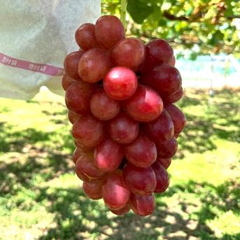 信州産 クイーンルージュふた房・ 紅信ひと房は真ん中です♪ 【楽天