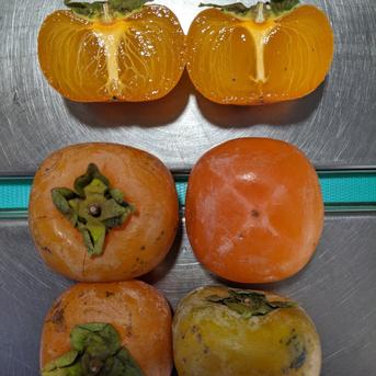 加工原料 約6.4kg 果物/果物セット・詰め合わせ通販