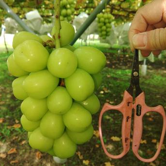長野県産「家庭用」朝採り大粒の果汁たっぷりシャインマスカット1.5kg