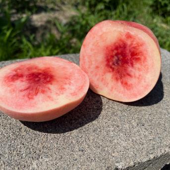 ◉2箱　桃　家庭用5kg 5kg×2箱 果物/もも通販
