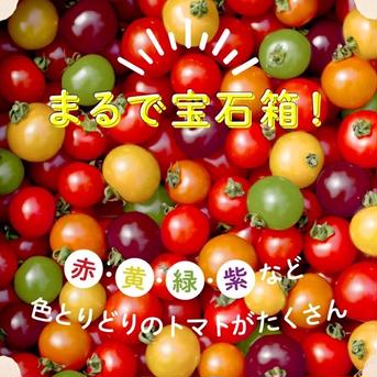 新鮮！カラフルミニトマト　1kg 1kg 野菜/トマト通販