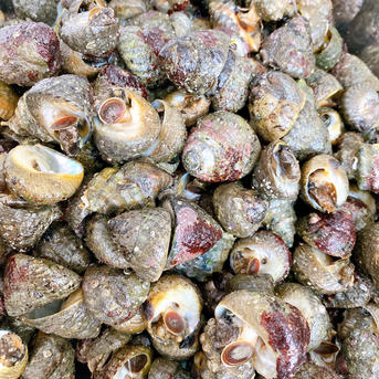 お酒のおつまみに[シッタカ貝] 約60から75個で500g 魚介類/その他魚介通販