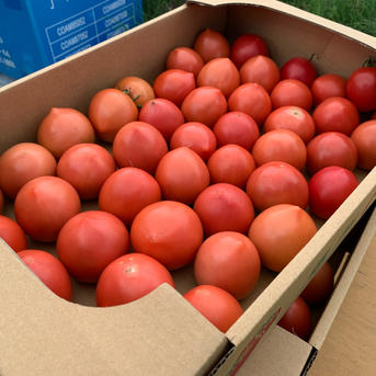長野県産 訳アリ 取りたて信州トマト4kg ｜ 野菜/トマト 産直アウル