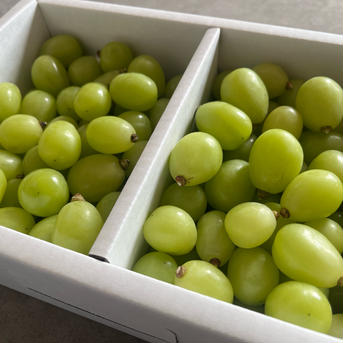 【アウルの日】シャインマスカット　粒1.5キロ【2箱】 3kg 果物/ぶどう通販