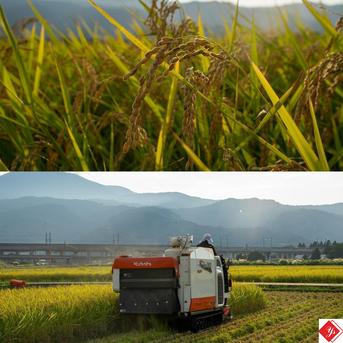 新潟県産,みずほの輝き,和泉,20kg,令和7年新米,【受注後精米