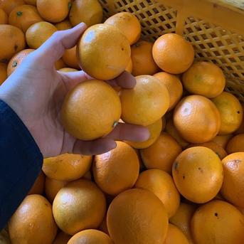 超絶チビチビ【きよみ&不知火】2kg(箱込) 2kg(箱込) 果物/オレンジ・その他みかん通販