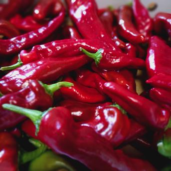 絵画 とうがらし 無農薬！カラフル万願寺とうがらし | 野菜/その他野菜 産直アウル 農家