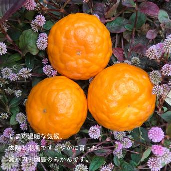 【瀬戸内・因島】しまのみかん 箱込み5kg程度 果物/温州みかん通販