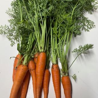 無農薬 訳あり ミニ人参【葉っぱ付き】 1kg 石川県産 1kg 野菜/人参通販