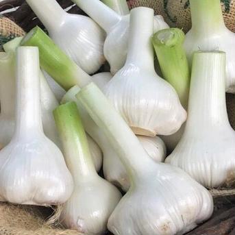 【予約販売】【6月中旬順次発送】 ジャンボにんにく 5kg（Mサイズ） 5kg 野菜/にんにく通販