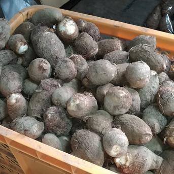 里いも 大和早生(やまとわせ) A等級 Lサイズ ２Kg 2kg 野菜/里いも通販