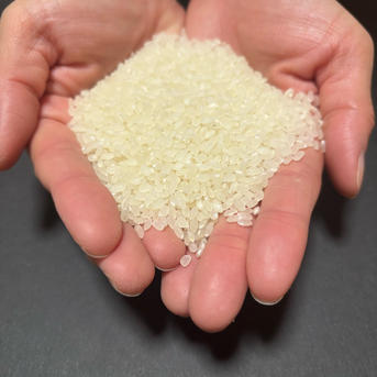 玄米 魚沼産コシヒカリ 10kg 令和7年産 | 米・穀物/玄米 産直アウル