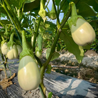 湖国の旬☆とろ〜り旨ナス 白茄子5〜7本 野菜/茄子通販