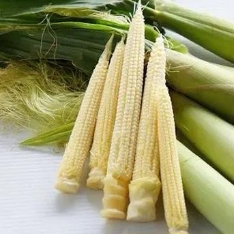 マエダファームの新鮮ヤングコーン ヤングコーン　１０本位 野菜/とうもろこし通販