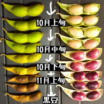 ①10月14～17日発送【訳アリ】 4.5kg 無選別 黒豆の枝豆 京丹波産 黒 