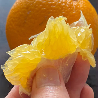 ビタミンCがたっぷり【訳あり紅八朔&はっさく　6玉】 正味1.6kg（6玉） 果物/オレンジ・その他みかん通販