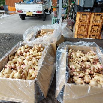 シャキシャキとした香りのいい生姜 生姜5kg 野菜/その他野菜通販