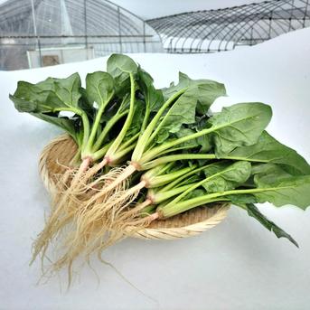 ホウレンソウ【うす紅根っ子、ギシッとした太い軸で野生的！】〈約1.2kg〉 約1.2kg 野菜/その他野菜通販