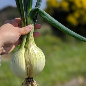 お得なワケあり！淡路島産玉ねぎ 20キロ箱 ｜ 野菜/玉ねぎ 産直アウル