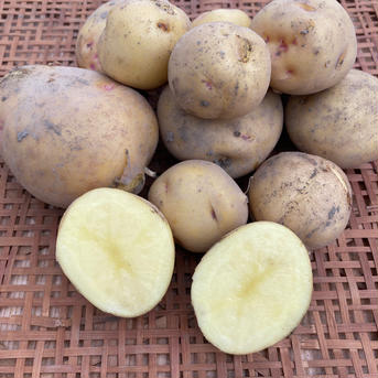 らるふるの新じゃがいも〈キタアカリ〉3kg 3kg 野菜/じゃがいも通販