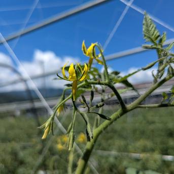 サクッと甘いスナックミニトマト ラルムスイーツ 4kg【飲食店向け】 約4kg 野菜/トマト通販