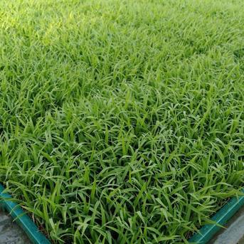 新米【予約販売】令和7年度 宮城県産ひとめぼれ「環境保全米」 ｜ 米