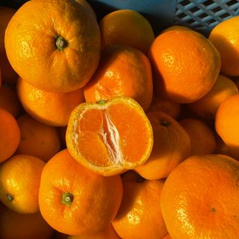 和歌山　有田みかん　8kg　 3箱　訳あり　ミカン 有田みかん！3㎏！お得！和歌山！訳あり！甘い！濃厚！ジューシー