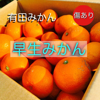 有田みかん 10キロ☆傷、黒点多めの訳あり 有田みかん10kg!!訳あり品 ｜ 果物/温州みかん 産直アウル 農家・漁師