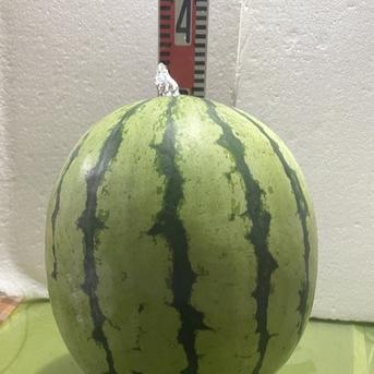 兵庫産　チャンピョン　大玉スイカ　8200ｇ　訳あり ８２００ｇ 果物/スイカ通販