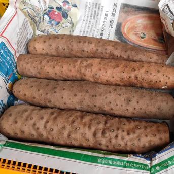 鳥取県産】粘り抜群 ねばりっこ 10kg ｜ 野菜/長いも・山いも 産直