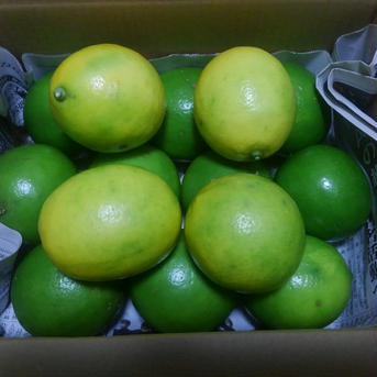 訳ありお買い得！ 果汁たっぷりマイヤーレモン 約5kg 果物/香酸柑橘(ライム・レモン等)通販