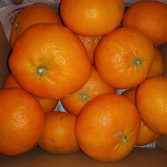 甘平 3k箱 ｜ 果物/オレンジ・その他みかん 産直アウル 農家・漁師など