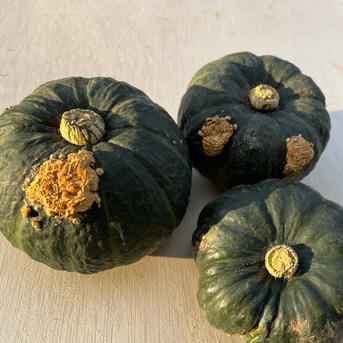 訳あり【農薬不使用】追熟完了後発送！富良野産 坊ちゃんかぼちゃ 5kg