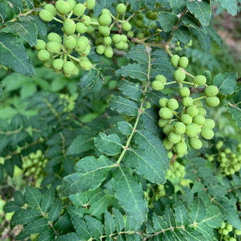 使い方色々♩和歌山の実山椒 約500g 色んな料理にあいますよ〜 ぶどう山椒(実山椒) 500g 野菜/薬味通販