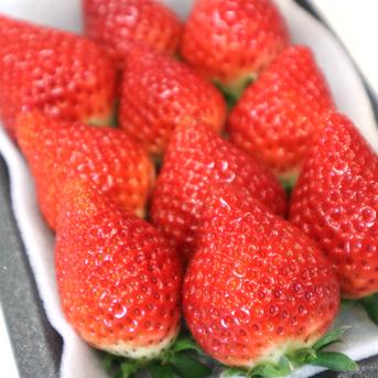 【濃厚苺  ”いちごさん" 】1kg 1kg 果物/いちご通販