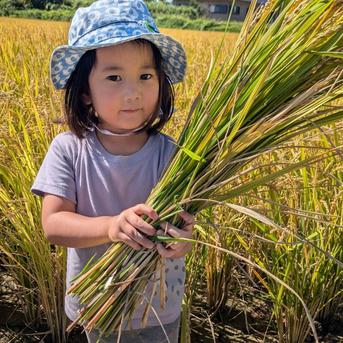 令和8年産】森のくまさん（白米10kg）節減対象農薬：当地比8割減 ｜ 米