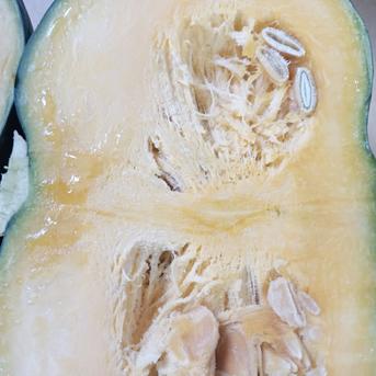 限定２名！今だけ大特価（通常比）熟成栗かぼちゃ　10キロ 訳アリかぼちゃ　10㌔ 野菜/かぼちゃ通販