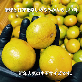 こだまみかんです 楽天市場】小玉 みかん 訳あり 送料無料 【おまとめ買いで最大3