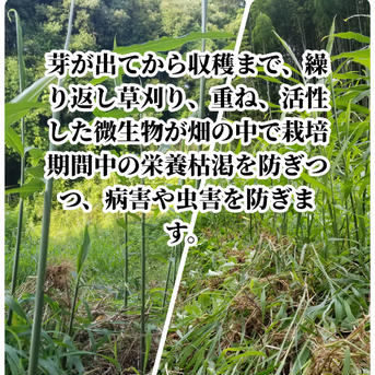 囲い生姜 無肥料 農薬栽培期間中不使用 露地栽培 熊本県産 4kg 4kg強 野菜/その他野菜通販