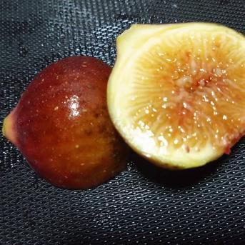 完熟冷凍いちじく希少2種セット【農薬・除草剤・化学肥料・添加物不