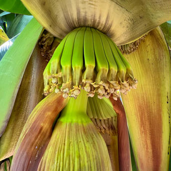 バナナちゅら/bananachura M〜Lサイズ　2kg（約11〜13本） 果物/バナナ通販