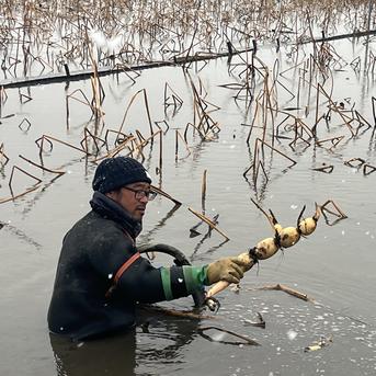 蓮ページ　即発送 クール便】朝堀り！農家直送！ 新鮮レンコン「松」3キロ | 野菜/蓮根