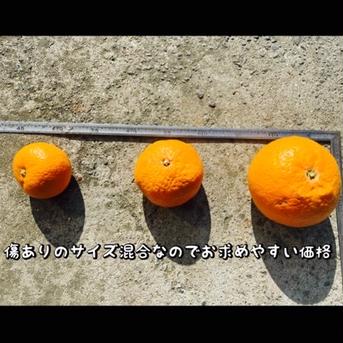 【アウルの日】減農薬　清見オレンジ　3キロ　サイズ混合　有田　和歌山県　訳あり　産地直送 3kg 果物/オレンジ・その他みかん通販