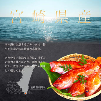 漁師直送！アカハタ　３kg ３㎏　6匹～12匹 魚介類/アカハタ通販