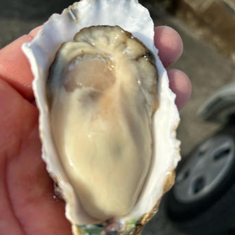 牡蠣（鏡オイスター）2キロ（30個前後） 2キロ（約30個） 魚介類/牡蠣通販