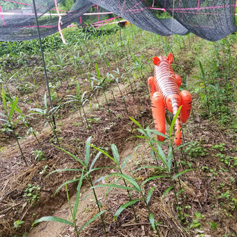 新生姜 1kg 農薬栽培期間中不使用・無肥料 熊本県産 露地 自然栽培