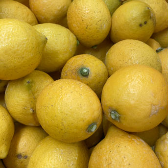和歌山の太陽で育った蜂久農園のレモン（減農薬）2Kg【アウルの日】加工用 2Kg 果物/香酸柑橘(ライム・レモン等)通販