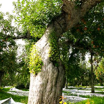 🍎りんご界を席巻するパイオニア王林🍎糖度×酸味の黄金比を誇る林檎界