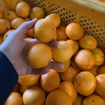 きよみオレンジ【小玉】8kg(箱込) 8kg(箱込) 果物/オレンジ・その他みかん通販
